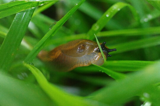 Macro slime