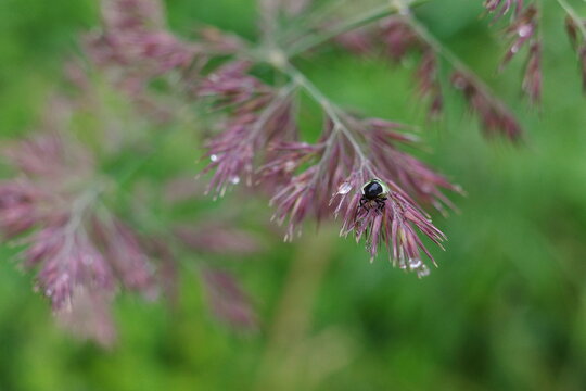 The bug on a leaf