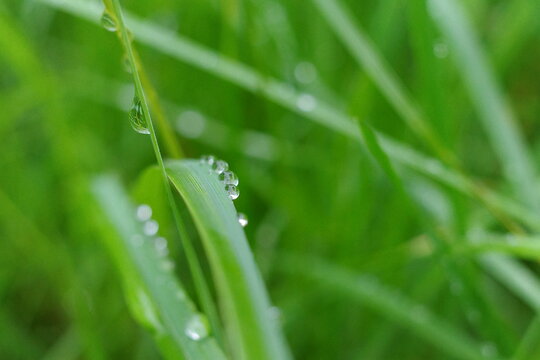 Raindrops on the leaf