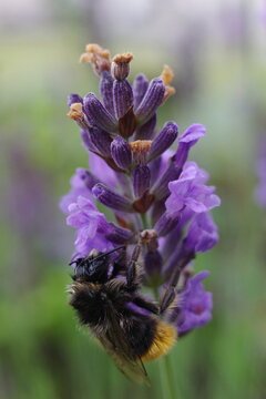 Bumblbee on lavender gathering nectar