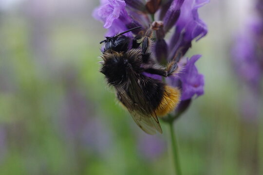 Bumblebee on lavender