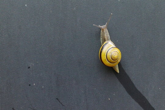 Snail on the garden wall