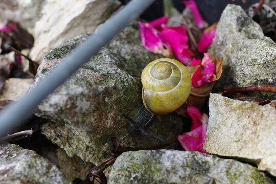 Snail on rock