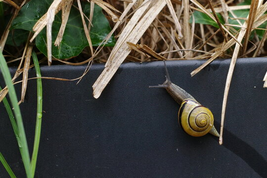 Snail is moving