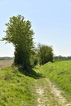 Arbres &agrave; feuillage dense le long d'un chemin encaiss&eacute; &agrave; la Bruy&egrave;re (Namur)