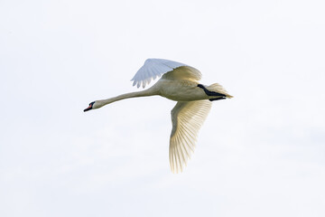 A swan in flight against a clear sky. © Photopen