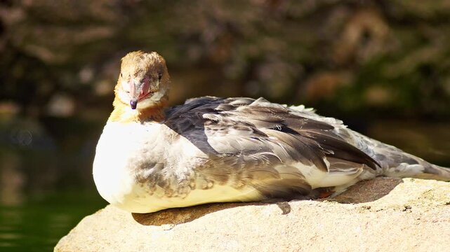 Common Merganser resting on a pond in summer sunlight, freshwater waterbird wildlife behavior in 4K