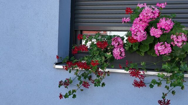 Vibrant pink and red geraniums cascade beautifully from a window box