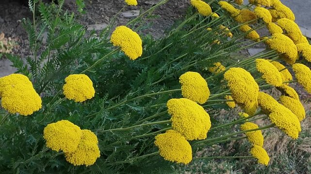Close-up of bright yellow yarrow flowers blooming in a garden on a sunny day