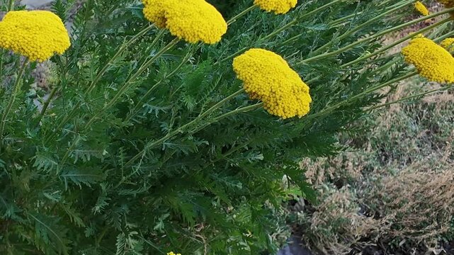 Vibrant yellow yarrow flowers bloom in a sunlit garden, swaying gently in the breeze