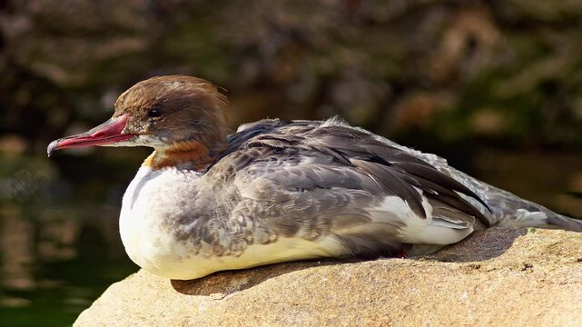Common Merganser resting on a pond in summer sunlight, freshwater waterbird wildlife behavior in 4K