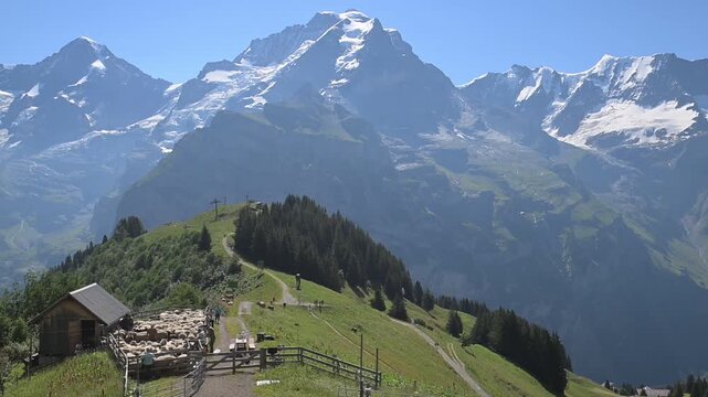Alpine meadow trail above Murren with wooden cabin and snowcapped peaks under clear blue sky in Switzerland.