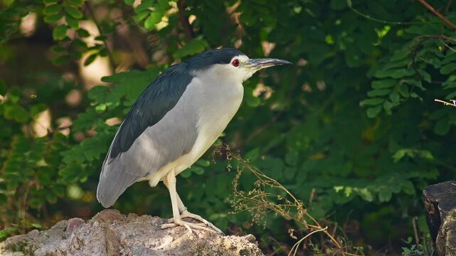 Black-crowned Night Heron Preening in Zoo Habitat on a Sunny Summer Morning | 4K Wildlife Footage