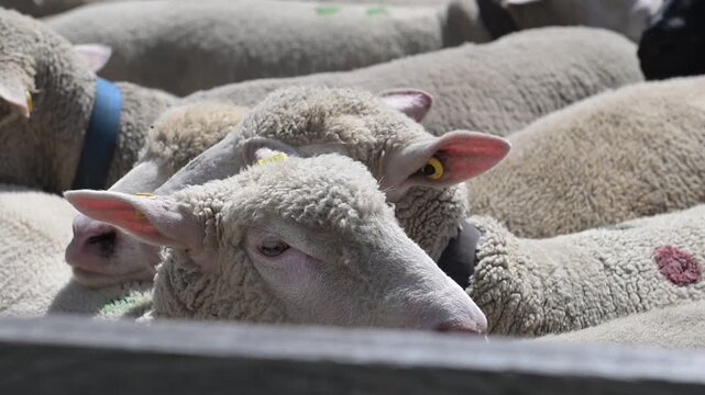 Close-up of woolly sheep lying together in a sunlit mountain meadow, showing textured fleece and ear tags.
