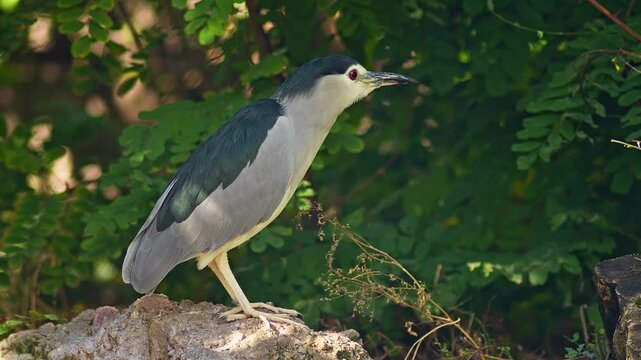 Black-crowned Night Heron Preening in Zoo Habitat on a Sunny Summer Morning | 4K Wildlife Footage