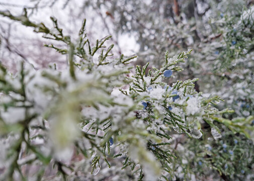 Green juniper branches with small blue berries encased in clear ice and fresh snow during a freezing winter day. Glistening ice drops and delicate frosty details on the evergreen needles background