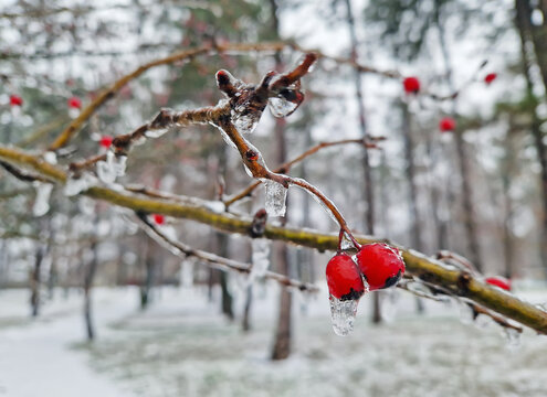 Bright red hawthorn berries encased in a thick, glistening layer of ice in a quiet, snow-covered park. Small icicles hang from the frozen twigs, creating contrast against the somber forest background