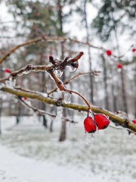Bright red hawthorn berries encased in a thick, glistening layer of ice in a quiet, snow-covered park. Small icicles hang from the frozen twigs, creating contrast against the somber forest background