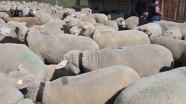 M&uuml;rren, Switzerland - 04.07.2026: Large flock of tagged sheep gathered in a pen near a wooden barn during a summer hike in the Bernese Oberland.
