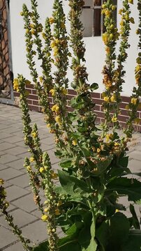 Tall Mullein plant with yellow flowers blooming near a building exterior