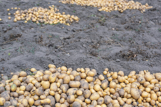 Close up of freshly harvested potatoes on soil in cultivated field