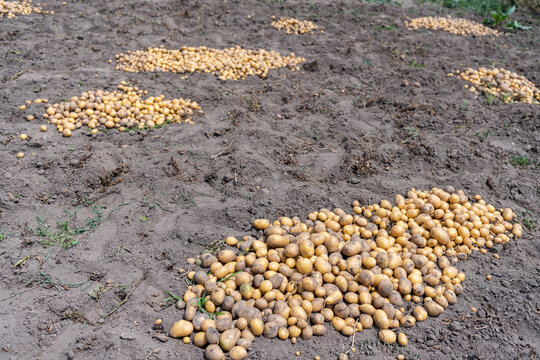 Top view of freshly harvested potatoes in piles on cultivated farmland