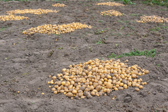Freshly harvested potatoes in piles on agricultural field with selective focus
