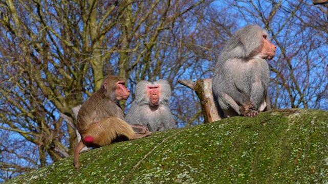 The hamadryas baboon sitting on a rock and looking around.  Papio hamadryas is a species of baboon