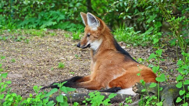 The Maned Wolf, Chrysocyon brachyurus is the largest canid of South America