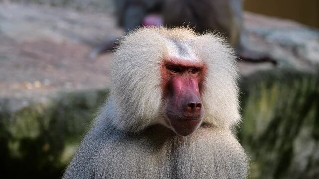 The hamadryas baboon sitting on a rock and looking around.  Papio hamadryas is a species of baboon