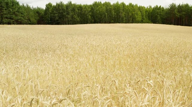 Ripe rye field grows near a green forest during the summer harvest season. Golden cereal crops stand on rolling hills of rural farmland. Agriculture scenery for commercial organic bread production.