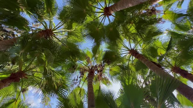 Palm tree pattern viewed from below with swaying tropical crowns, sunlight through the leaves and blue summer sky. Natural background for resort, spa, travel, rain forest and vacation concepts