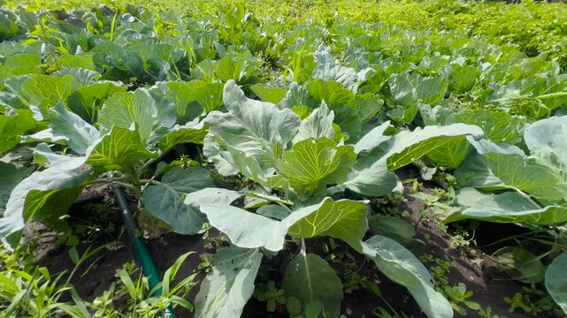 Green cabbage plant growing in a rural garden. Organic agriculture, farming and local food production concept.