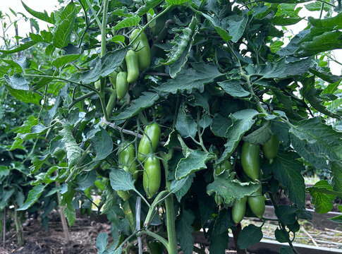 Green tomatoes grow on healthy vines in a productive garden. Ideal for farming ads, gardening guides, recipe blogs, banners, and social media.