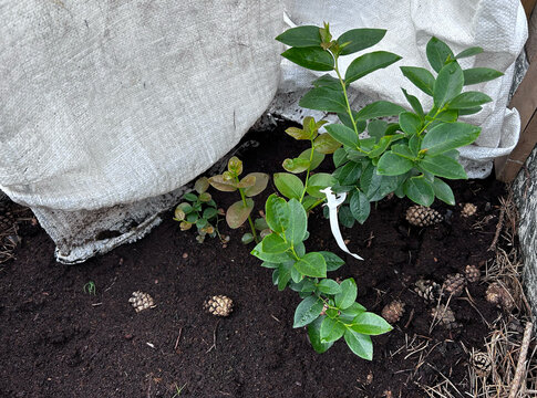 Blueberry bush shows vibrant new growth in a home garden bed. Suits organic farming campaigns, plant care tips, packaging, and educational content.