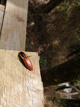 Orange click beetle resting on weathered wood