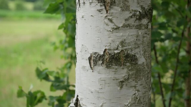 Young white birch tree trunk stands in a sunny summer forest. Natural textured birch bark covers the solid wooden surface. Raw lumber material for organic wood crafts and paper production.