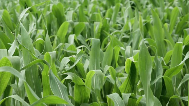 Young green corn leaves sway in the wind on an agricultural farm field. Growing maize plants texture represents vegetative crop stage. Sustainable farming production feeds global food industry.