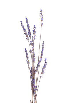 Cluster of dried lavender flower spikes isolated on a white background