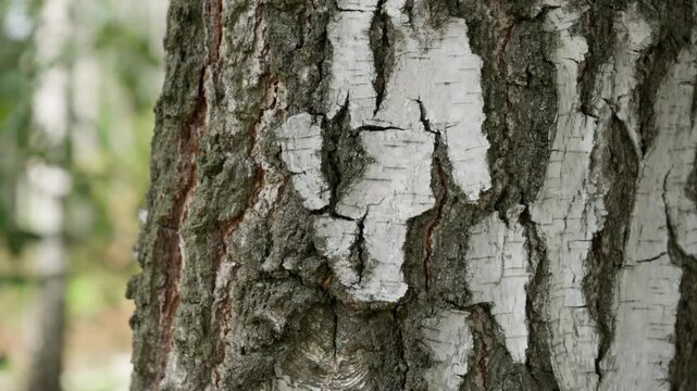 Rough texture of mature birch bark features deep grooves and rugged cracks. Ancient tree trunk offers a weathered organic pattern for rustic timber design and sustainable forestry concepts.