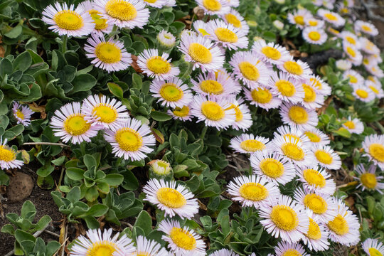 A cluster of blooming Erigeron glaucus flowers on a hillside