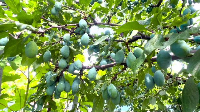Unripe green plum fruit growing on a tree branch. Organic gardening, agriculture and orchard harvesting concept.