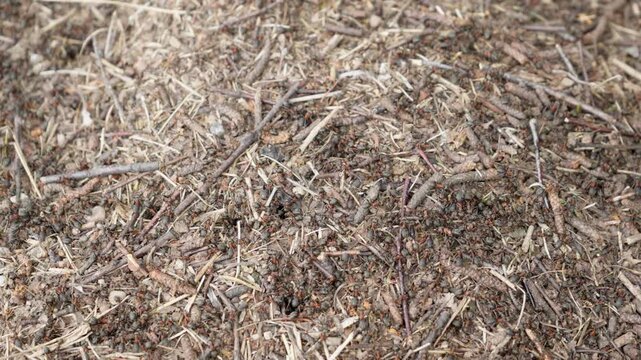 Red wood ants swarm on an anthill nest in a wild forest. Colony of small insects crawls over dry twigs and pine needles. Natural animal behavior represents teamwork and social organization.