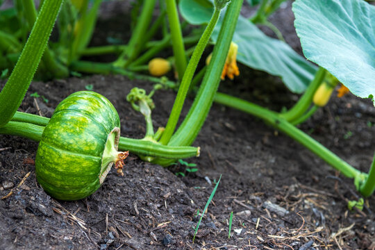 Young green pumpkin growing on the vine in the garden.A close-up shot of a small unripe green pumpkin growing on a patch in organic soil, surrounded by green leaves and stems.