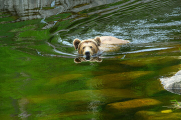 A bear moves through the shallow water of a pond. The bear's fur glistens in the sunlight as it paddles amidst smooth stones. Surrounding trees provide natural shade © Ktr