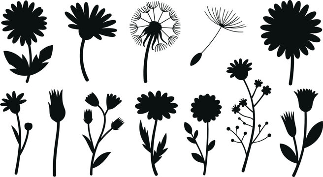 Dandelion flowers flat vector illustration set. Eleven black botanical silhouettes showing fluffy seed heads, blowing seeds, and wild daisy blossoms create a meadow flora collection.