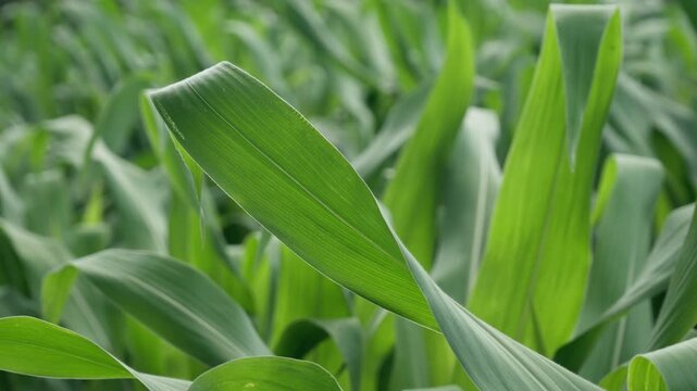Lush corn leaves sway in a vibrant maize field during the summer season. This agricultural crop represents organic farming, plant cultivation, and sustainable food production in agribusiness.