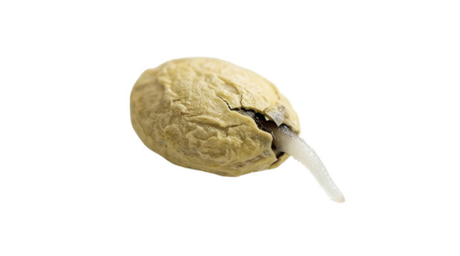 Detailed view of a sprouting seed against a clear backdrop highlighting the beauty of nature's growth journey