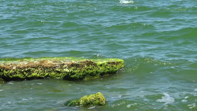 Stones blanketed with lush green gutweed (Ulva intestinalis, syn. Enteromorpha intestinalis) in Khadzhibey Estuary.