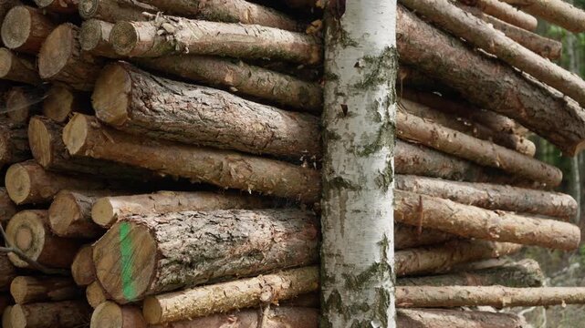 A massive lumber stack stands in a dense woodland as renewable energy fuel. This textured timber pile with a birch trunk represents forestry management and raw materials for wood industry.